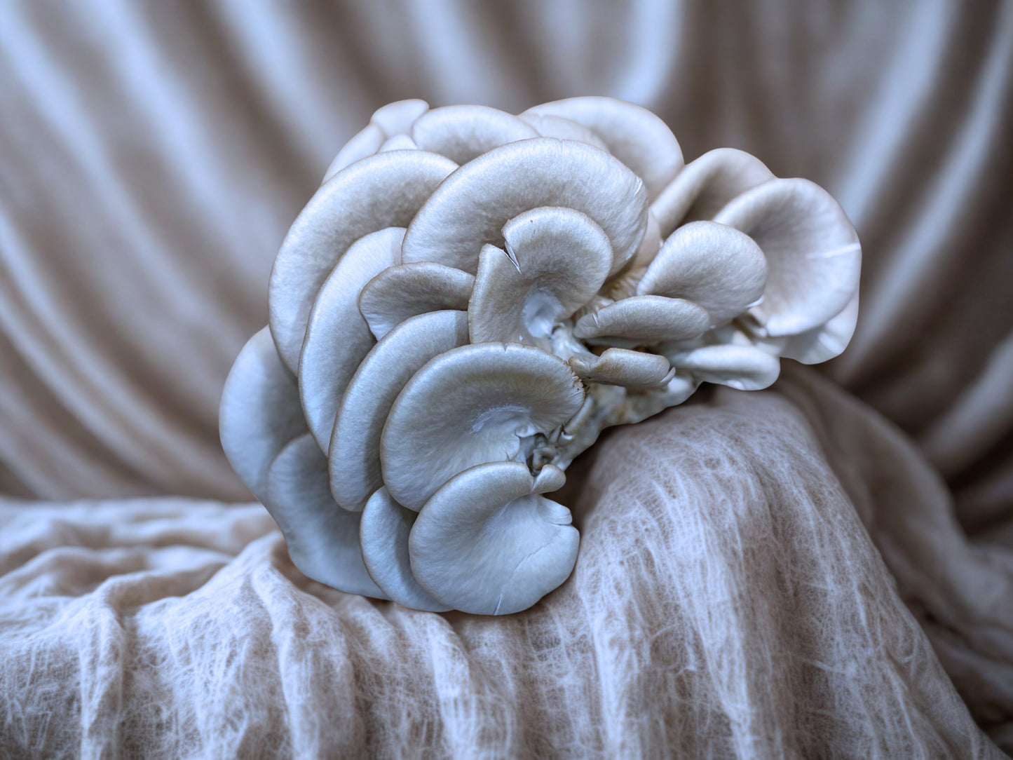 Dried & Sliced Oyster Mushrooms (Pleurotus ostreatus)
