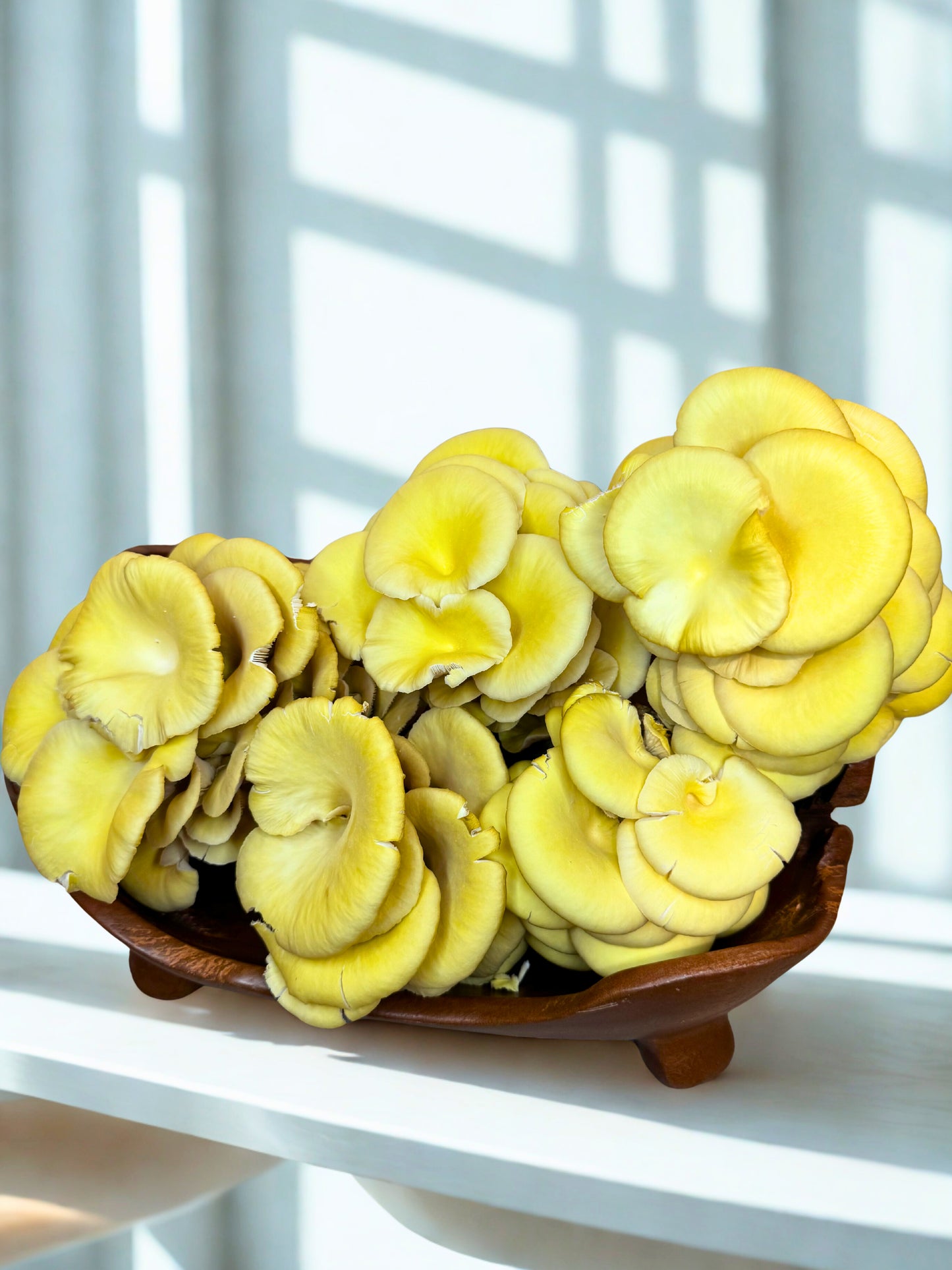Dried & Sliced Oyster Mushrooms (Pleurotus ostreatus)