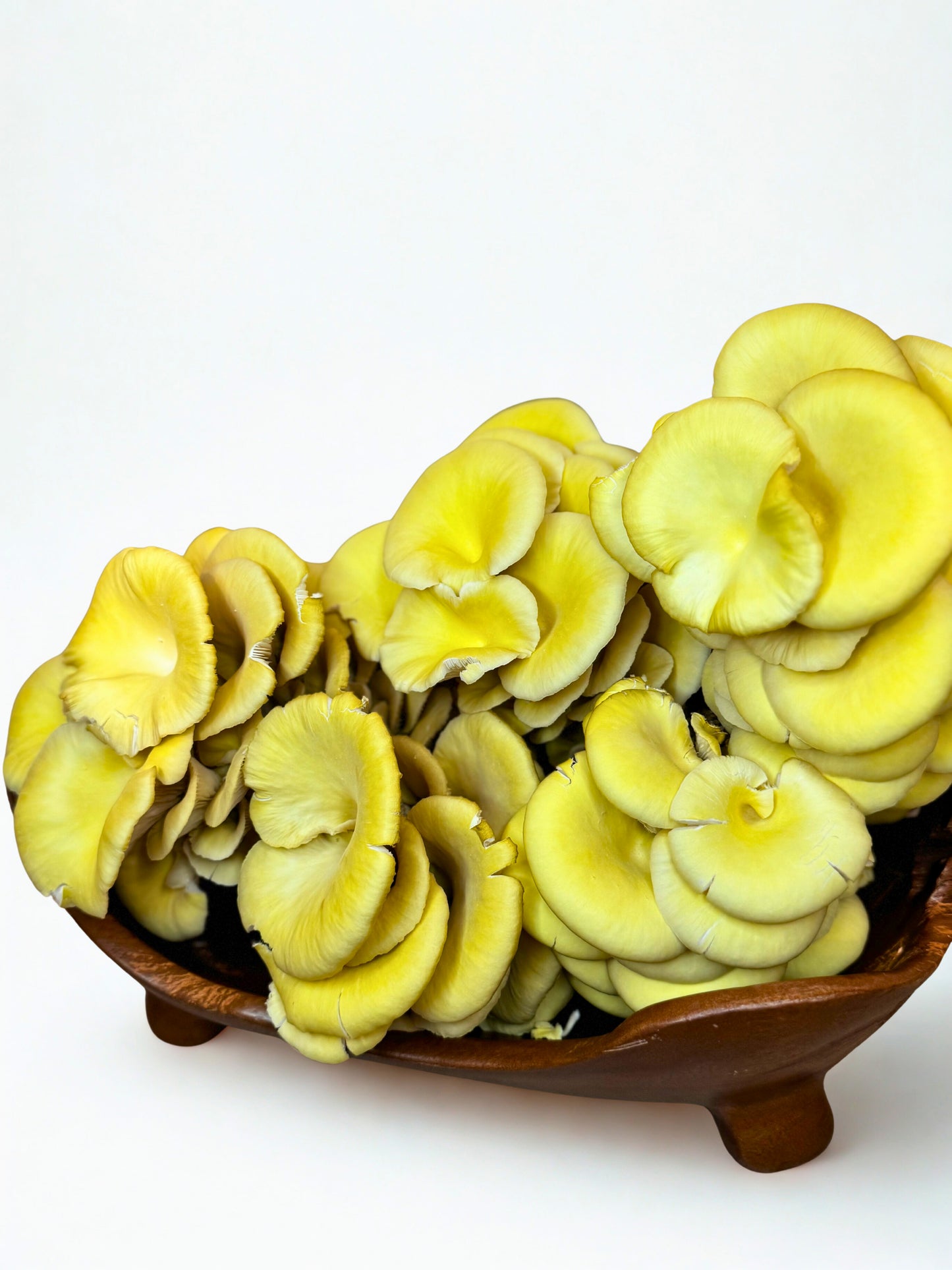 Dried & Sliced Oyster Mushrooms (Pleurotus ostreatus)