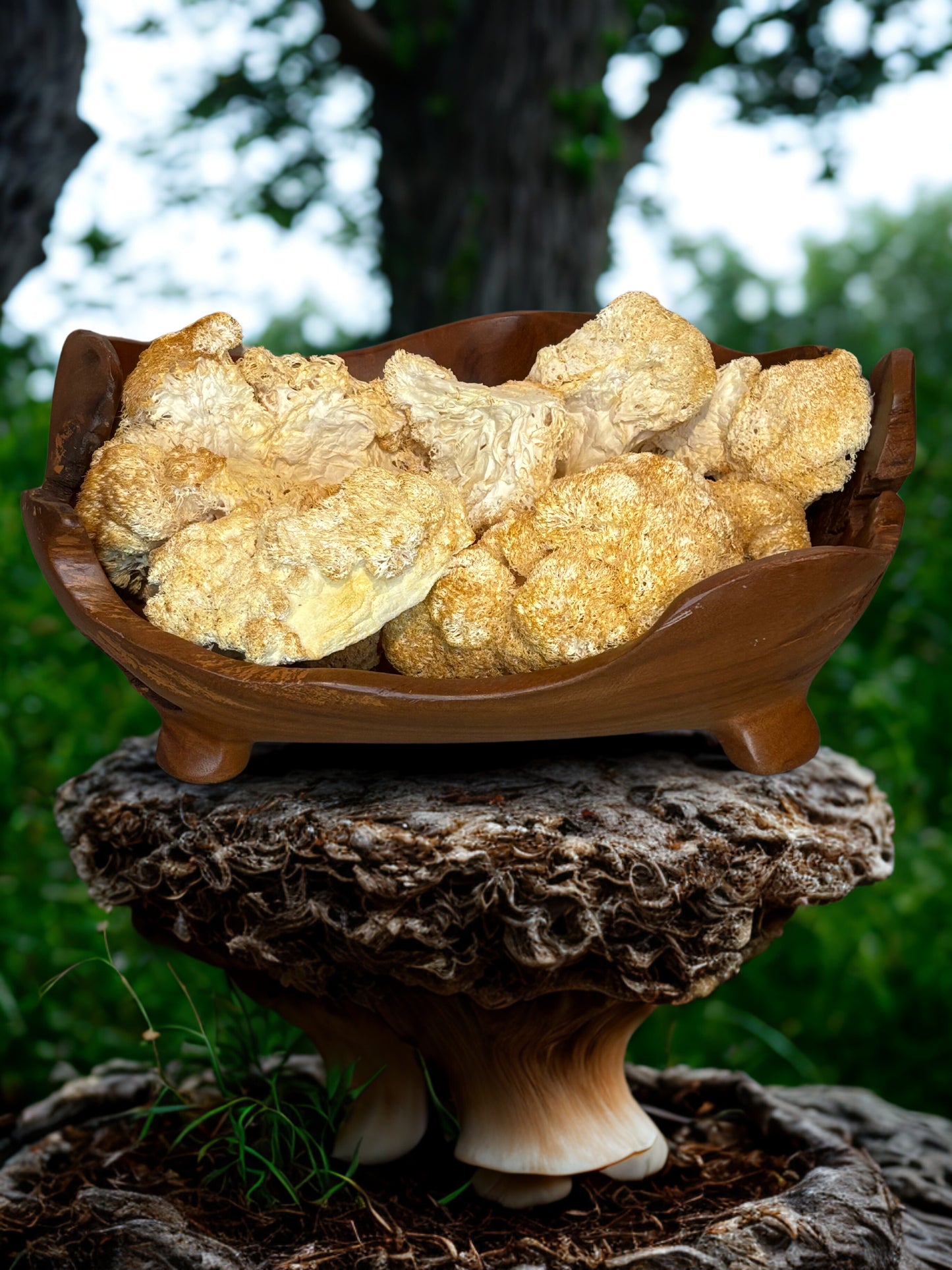 Dried & Sliced Lion’s Mane Mushroom (Hericium erinaceus)