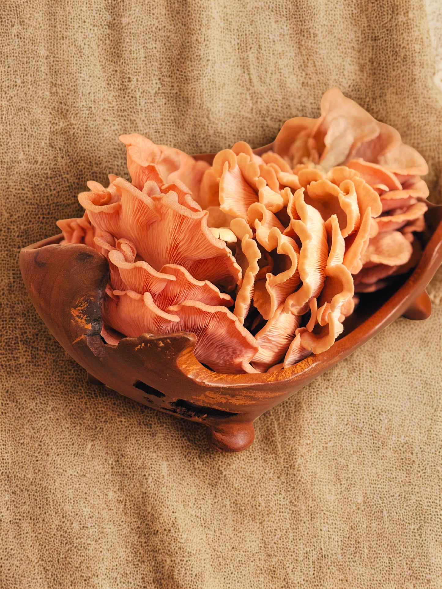 Dried & Sliced Oyster Mushrooms (Pleurotus ostreatus)