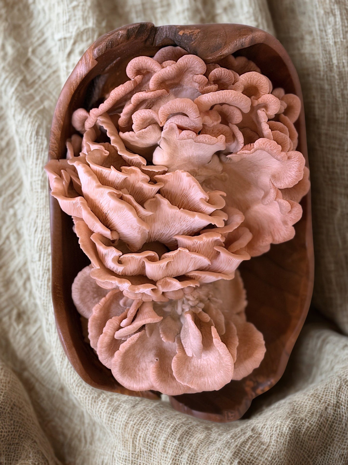 Dried & Sliced Oyster Mushrooms (Pleurotus ostreatus)