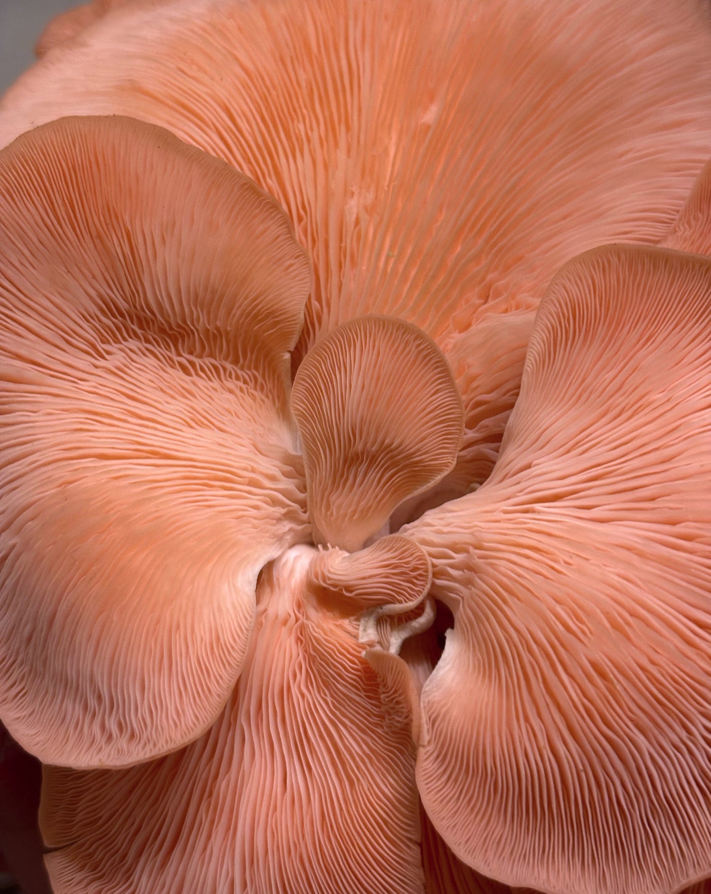 Dried & Sliced Oyster Mushrooms (Pleurotus ostreatus)